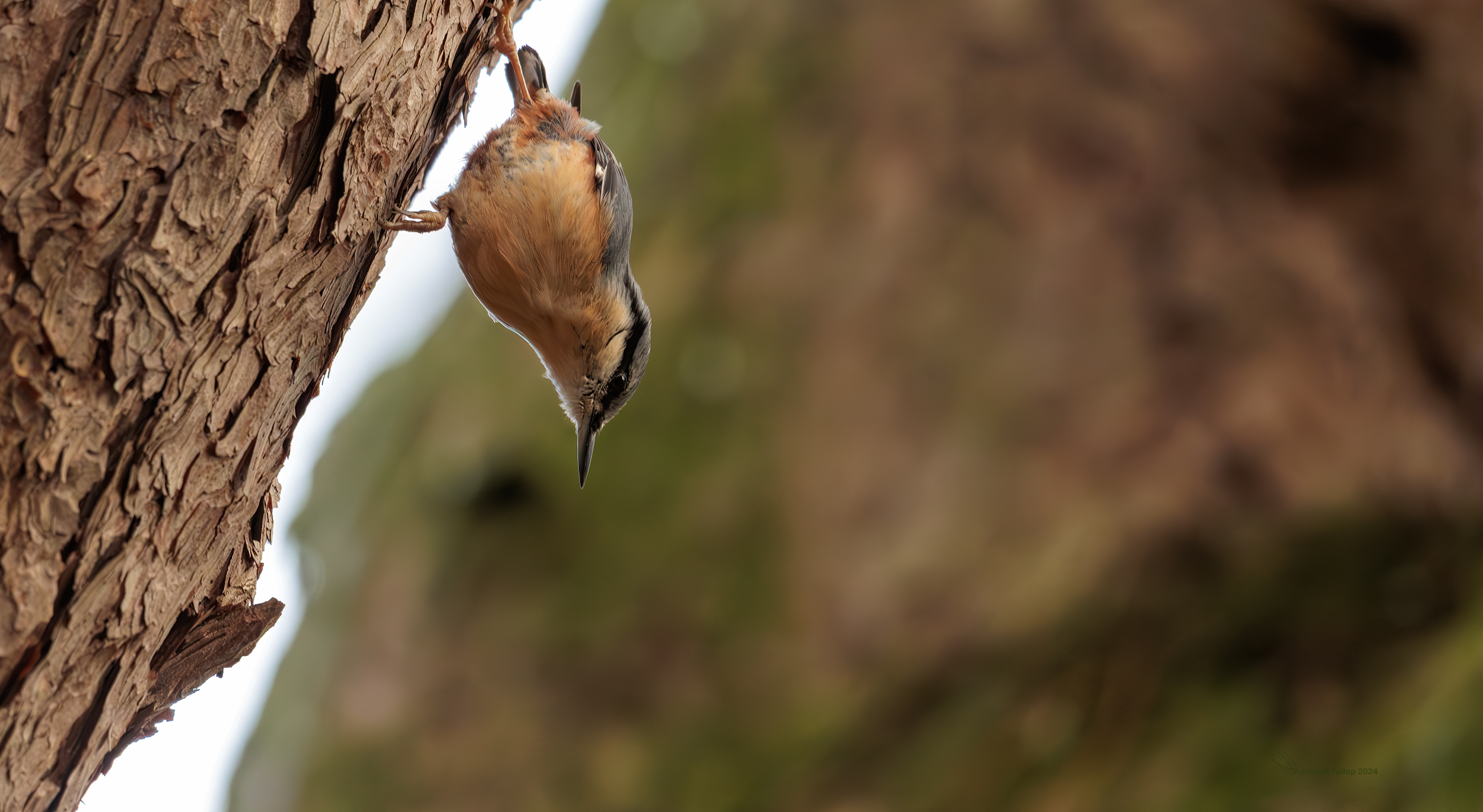 Sitta europaea on scots pine